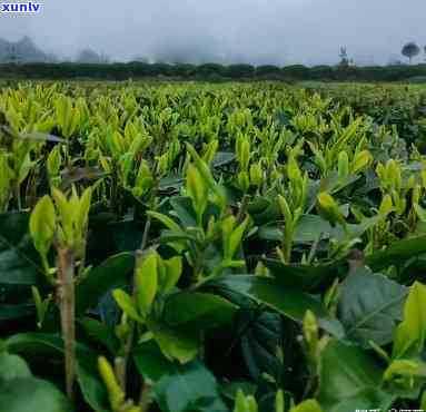 柳州的哪种茶性价比高？好喝又便宜！