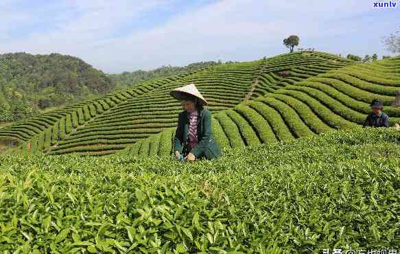 江西婺源什么茶喝，探索江西婺源的美味：哪种茶叶最值得一试？