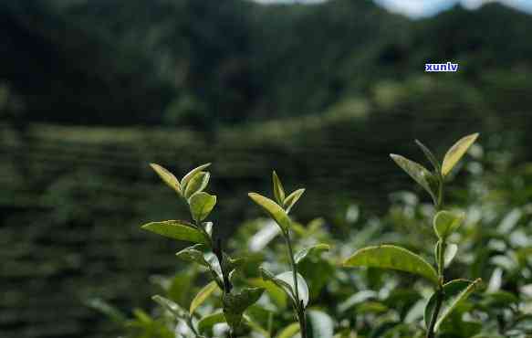 茶树越老，茶叶品质是否真的更好？探讨其原因