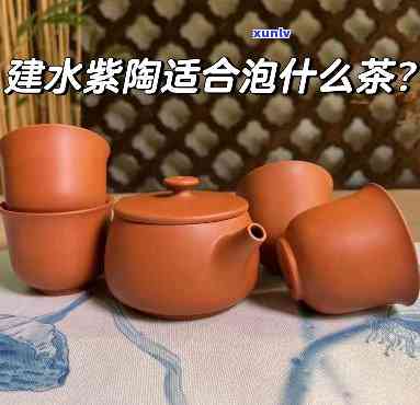 建水紫：最适合泡什么茶？