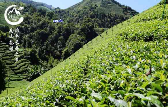 西昭平县产什么茶，探寻西昭平县的茶叶品种：你不可错过的美味佳饮