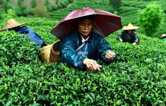 西昭平县产什么茶，探寻西昭平县的茶叶品种：你不可错过的美味佳饮