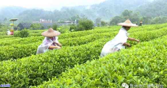 西昭平县产什么茶，探寻西昭平县的茶叶品种：你不可错过的美味佳饮