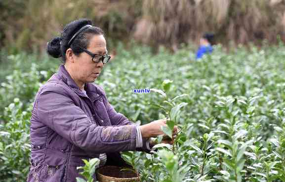 柳州三江有什么茶，探秘柳州三江：特色茶叶品种大揭秘