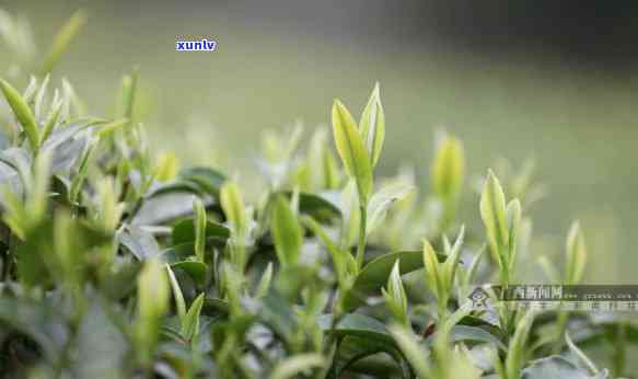 柳州三江有什么茶，探秘柳州三江：特色茶叶品种大揭秘