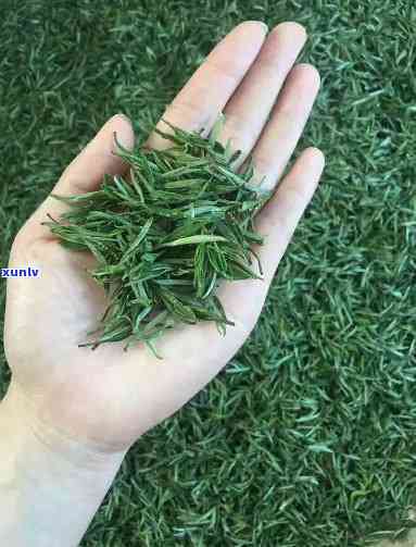 南京什么茶叶好？寻找性价比高的茶叶推荐！