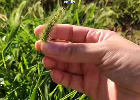 用什么茶洗眼睛好处多，探究眼部保健，用什么茶洗眼睛效果？