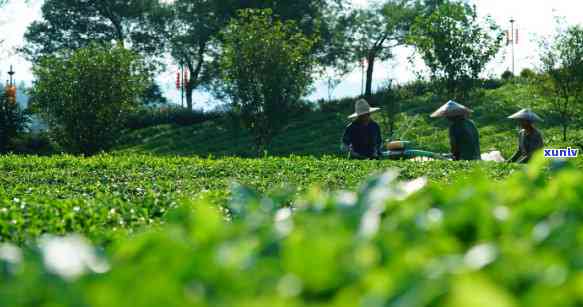 遵义湄潭什么茶喝的，探寻遵义湄潭口感茶叶，让你一尝就爱上！