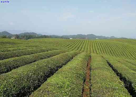 遵义湄潭什么茶喝的，探寻遵义湄潭口感茶叶，让你一尝就爱上！