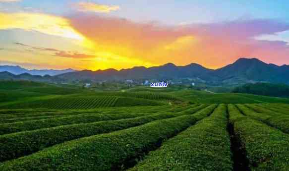 湄潭什么茶出名，揭秘中国著名茶叶产地：湄潭的特色名茶