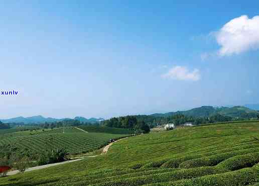 湄潭什么茶出名，揭秘中国著名茶叶产地：湄潭的特色名茶