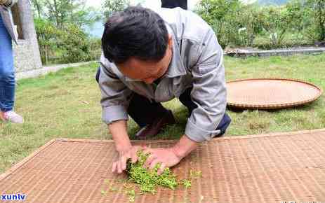 泥用什么茶养看，选择：哪种茶叶最适合养泥？