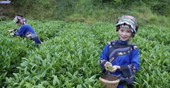 土家族有什么茶？探索其独特的茶叶品种与特产