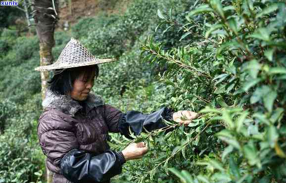 桐木关内茶，探寻中国优质茶叶之源：桐木关内茶的魅力