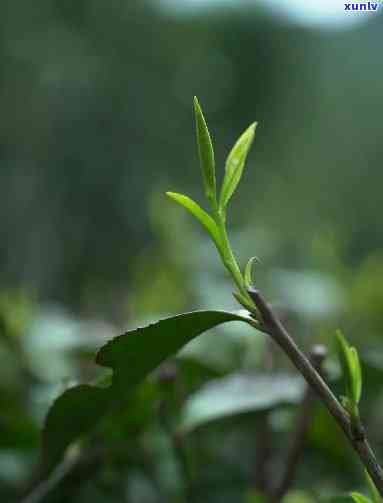 桐木关内茶，探寻中国优质茶叶之源：桐木关内茶的魅力