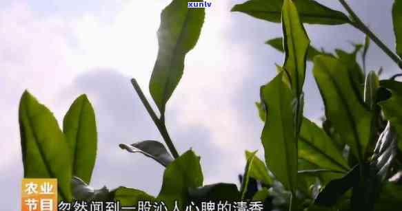 猴子摘茶是叫什么茶名，揭秘猴采茶：这种神秘的茶叶名称源自何处？