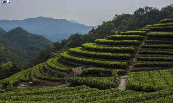 政和茶叶，探索政和茶叶的奥秘：了解政和茶叶的故事与产品