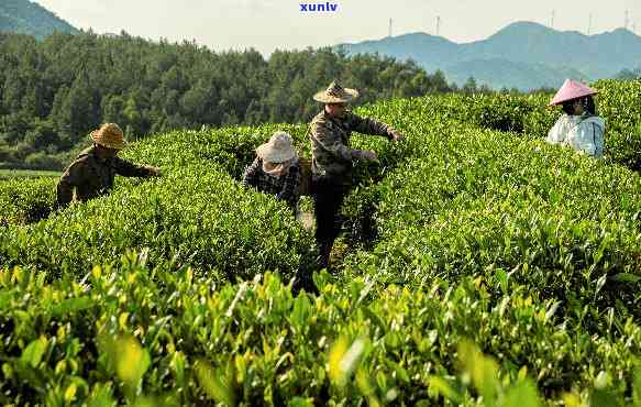 政和茶叶，探索政和茶叶的奥秘：了解政和茶叶的故事与产品