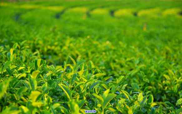 黑龙江适合种植哪些茶叶品种？探讨适宜本地生长的优质茶叶