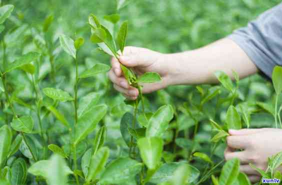 黑龙江适合种植哪些茶叶品种？探讨适宜本地生长的优质茶叶