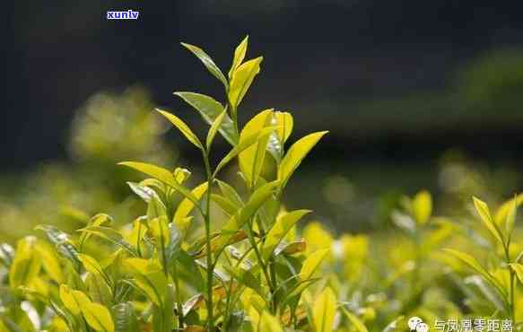 一片一片的茶是什么茶，「一片一片的茶」：这种独特的茶叶究竟是什么品种？