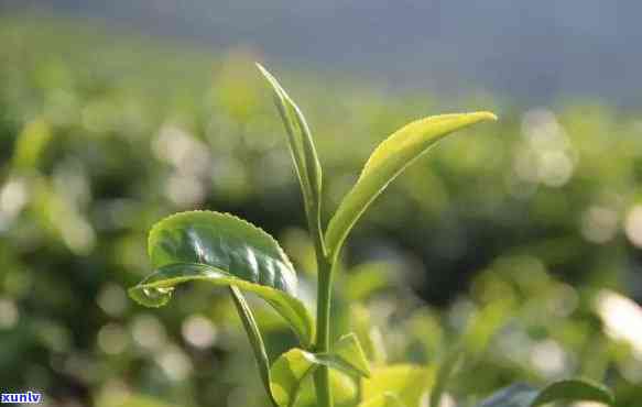 一片一片的茶是什么茶，「一片一片的茶」：这种独特的茶叶究竟是什么品种？