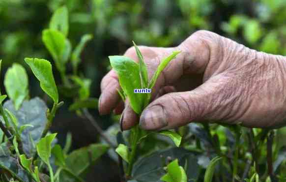 一片一片的茶是什么茶，「一片一片的茶」：这种独特的茶叶究竟是什么品种？