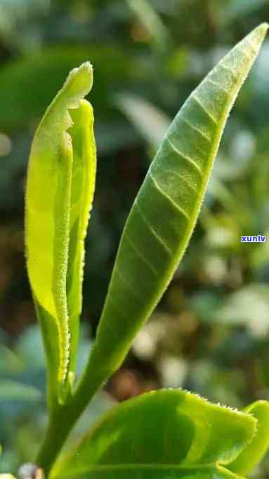 一片一片的茶是什么茶，「一片一片的茶」：这种独特的茶叶究竟是什么品种？