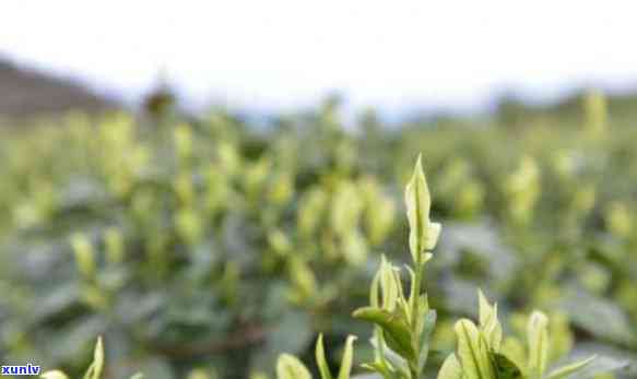 子贡茶王是什么茶-子贡茶王是什么茶种