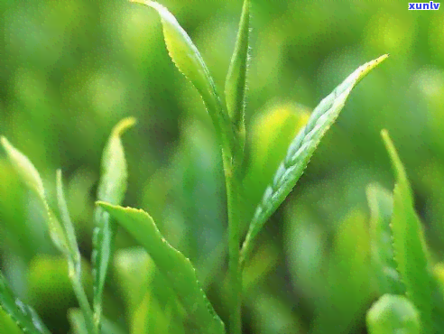 子贡茶王是什么茶-子贡茶王是什么茶种