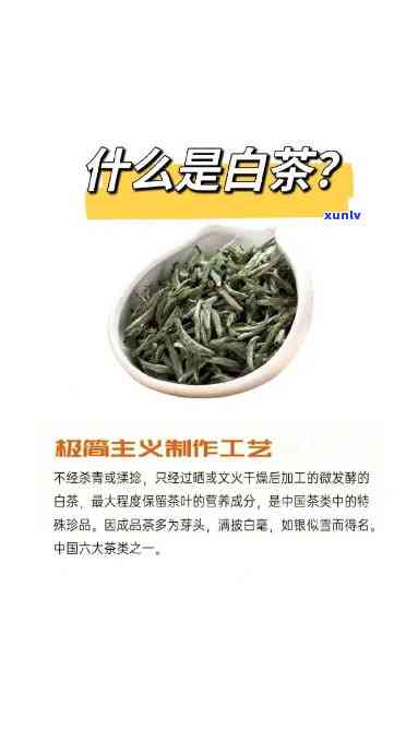 上白眉属于什么茶-上白眉茶多少钱一斤