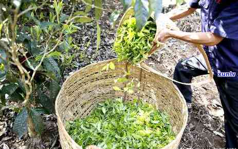 味道苦的茶是什么茶啊，解密苦味茶：哪些茶叶会让你皱起眉头？