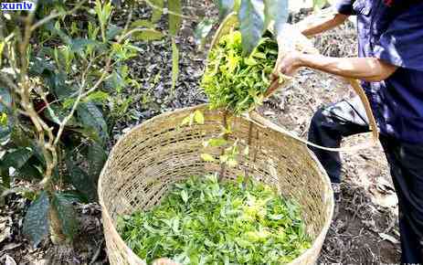 味道苦的茶是什么茶啊，解密苦味茶：哪些茶叶会让你皱起眉头？