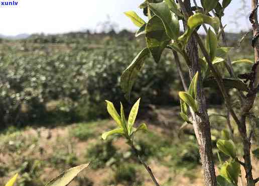 荒山茶功效作用，探秘荒山茶：揭示其独特功效与作用