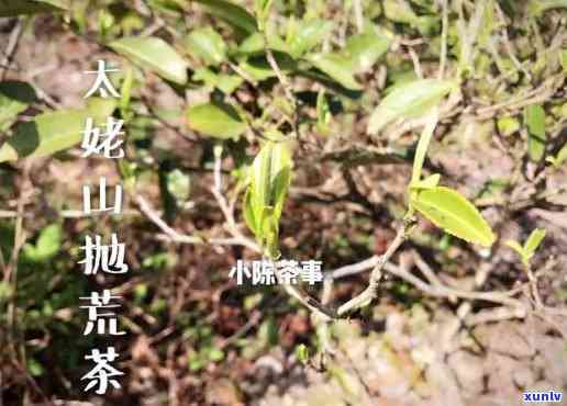 荒山茶功效作用，探秘荒山茶：揭示其独特功效与作用