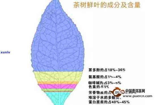 茶多酚：哪些茶叶含量更高？全揭秘！