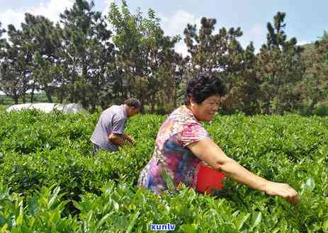 山东哪种茶树产量更高？查看相关图片