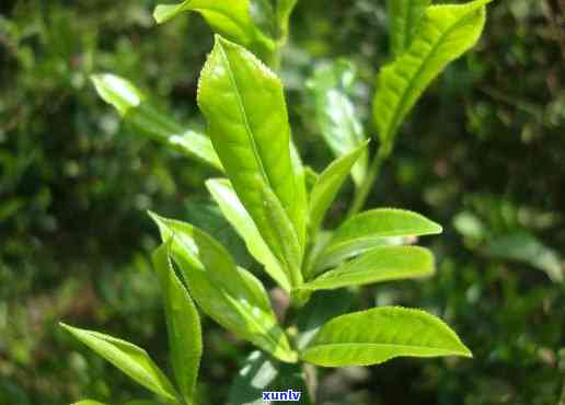 天柱山野茶：究竟属于何种茶类？