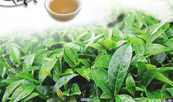 天柱山野茶：究竟属于何种茶类？