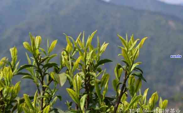 天柱山野茶是什么茶种，《探秘中国名茶：天柱山野茶的种类和特点》