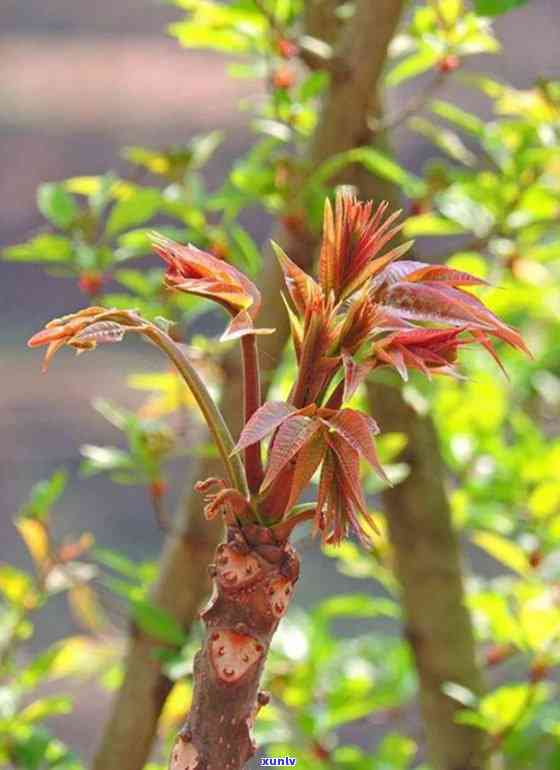 喝什么茶可以有效去除舌苔厚白？