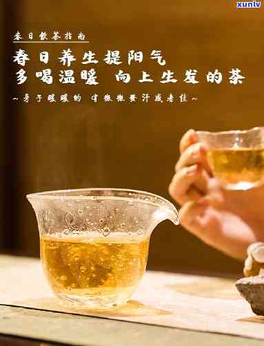 天喝什么茶比较养生，日养生必备，这些茶你值得拥有！