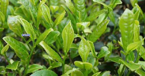 哪些茶不含茶多酚？详细了解各类茶叶的茶多酚含量