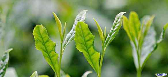 海马宫茶属于什么茶-海马宫茶属于什么茶类