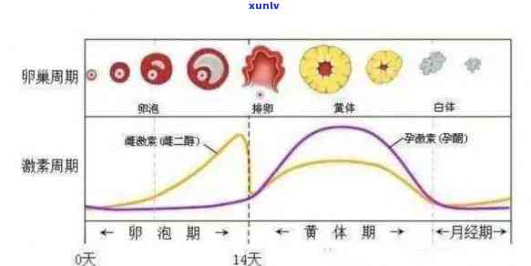 什么花茶补黄体酮效果？探究有效提升孕激素的 *** 