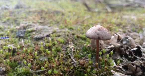 和静在哪？探索神秘之地，寻找珍稀蘑菇的踪迹！