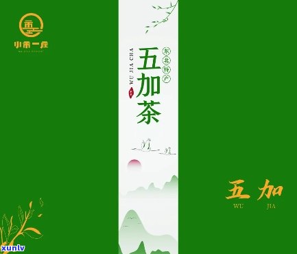 五加茶是属于什么茶-五加茶是属于什么茶种