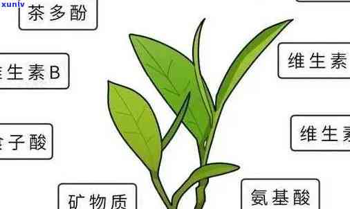 六大茶类氨基酸含量更高的茶：揭秘茶叶中的营养之王