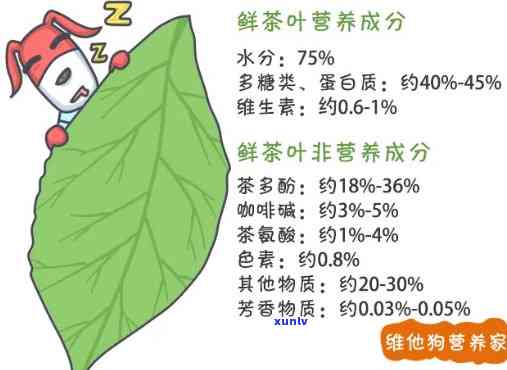 六大茶类氨基酸含量更高的茶：揭秘茶叶中的营养之王