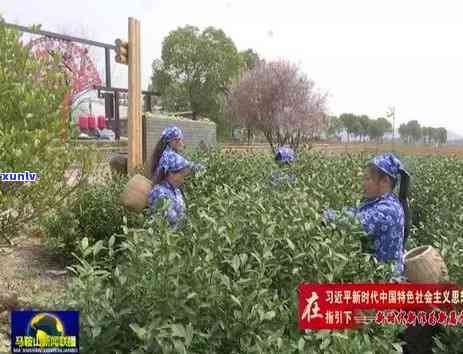 安徽马鞍山有什么茶-安徽马鞍山有什么茶叶